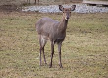 Calendrier des jours de chasse en battue au grand gibier