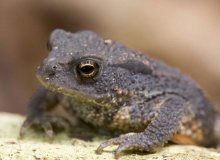 BARRIÈRE À AMPHIBIENS