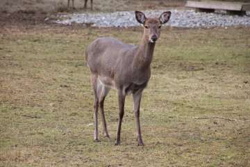 Calendrier des jours de chasse en battue au grand gibier