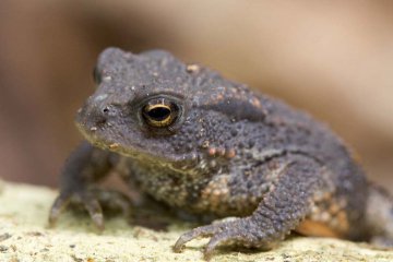 BARRIÈRE À AMPHIBIENS